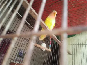 Lutino Lovebird