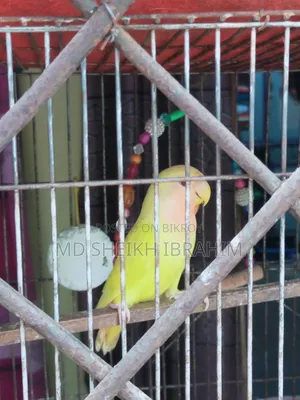 Lutino Lovebird