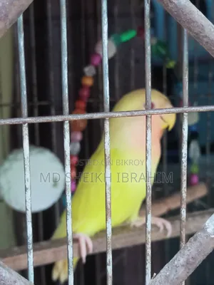 Lutino Lovebird