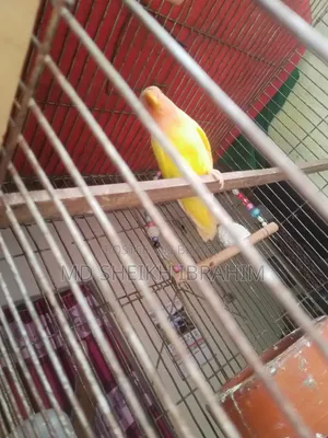 Lutino Lovebird