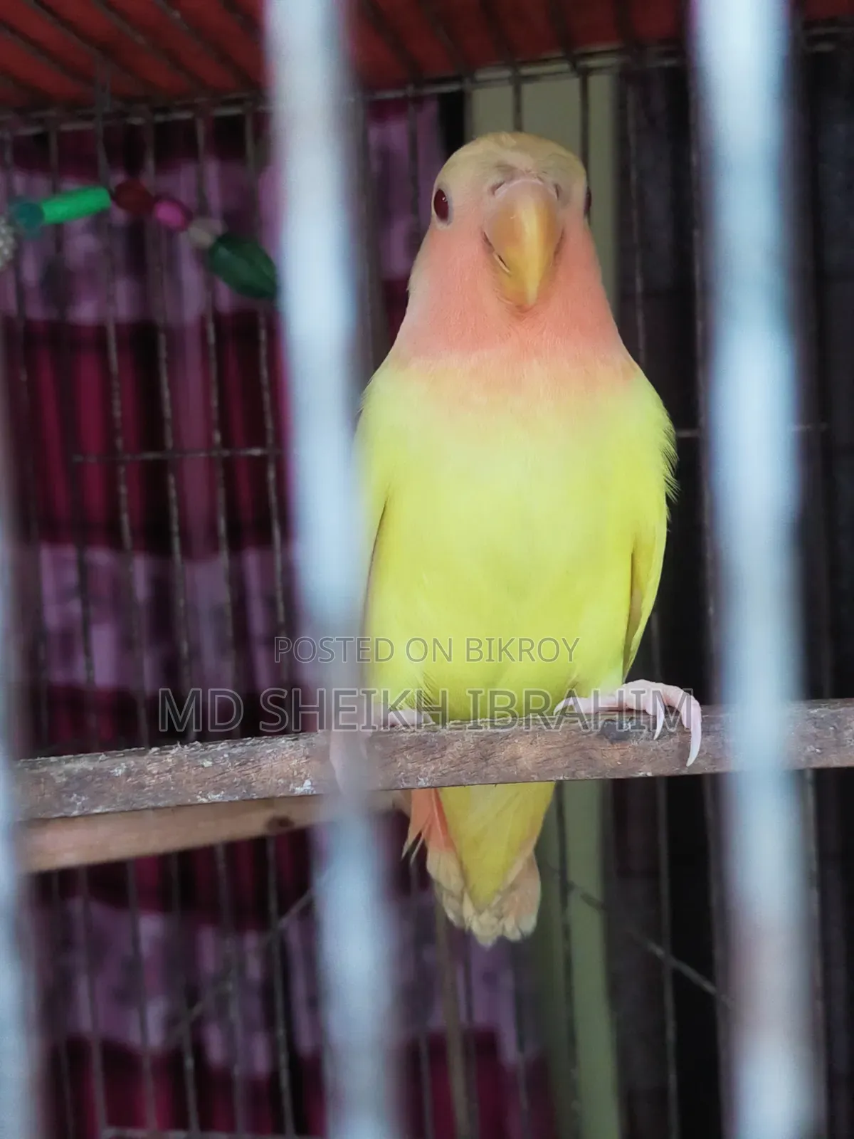 Lutino Lovebird