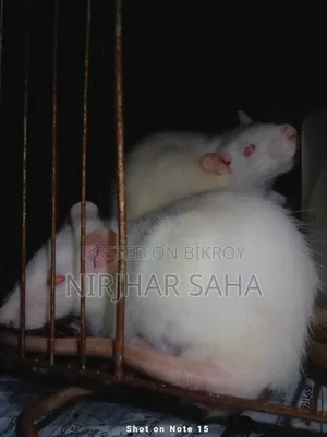 White Hamster
