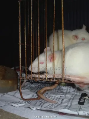 White Hamster
