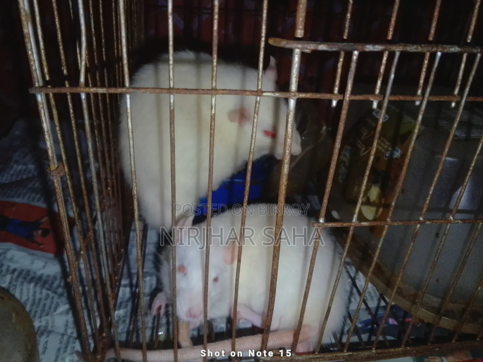 White Hamster