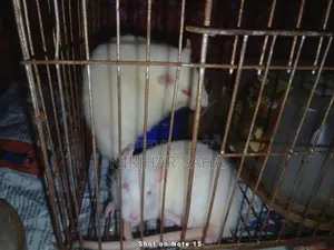 White Hamster