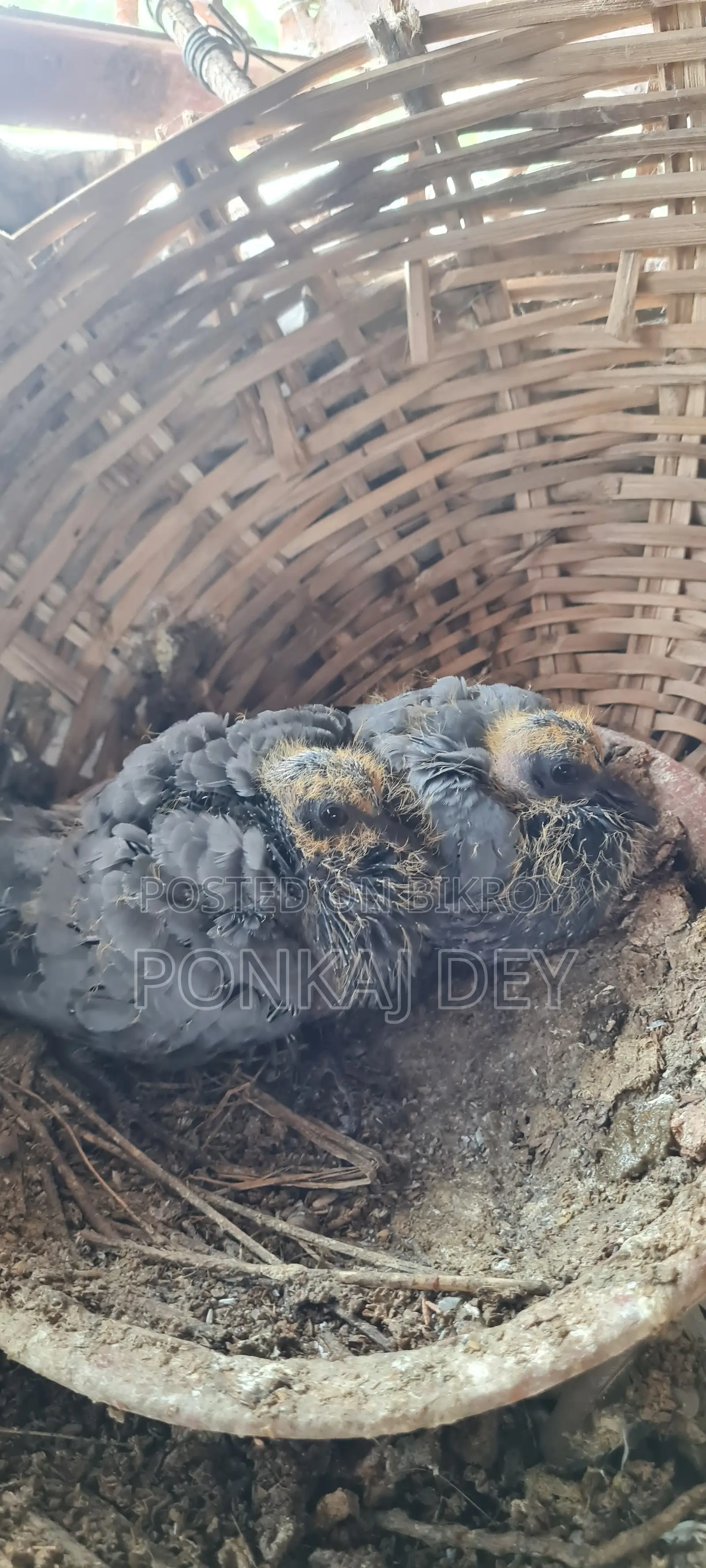 Original Jalali Wild Chicks