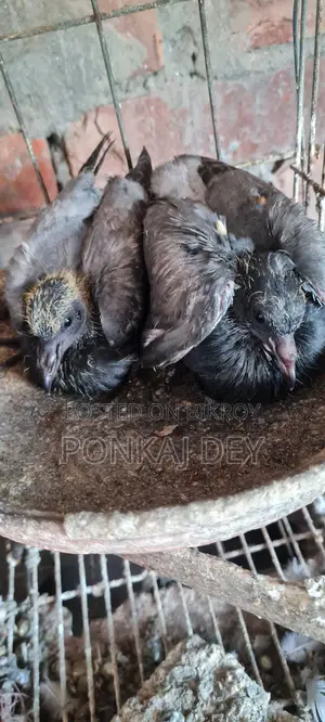 Original Jalali Wild Chicks