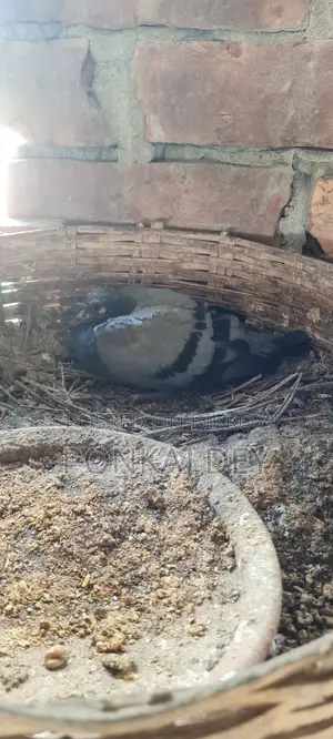 Original Jalali Wild Chicks