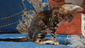 3-6 Months Female Purebred Bengal Kitten