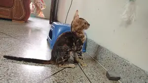 3-6 Months Female Purebred Bengal Kitten