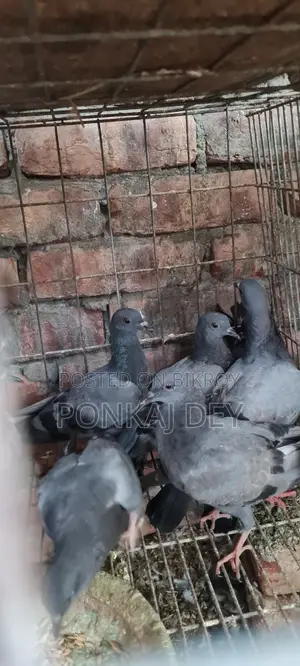 Original Jalali Wild Squabs