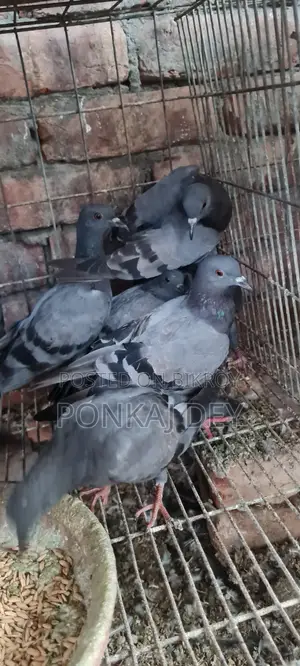 Original Jalali Wild Squabs