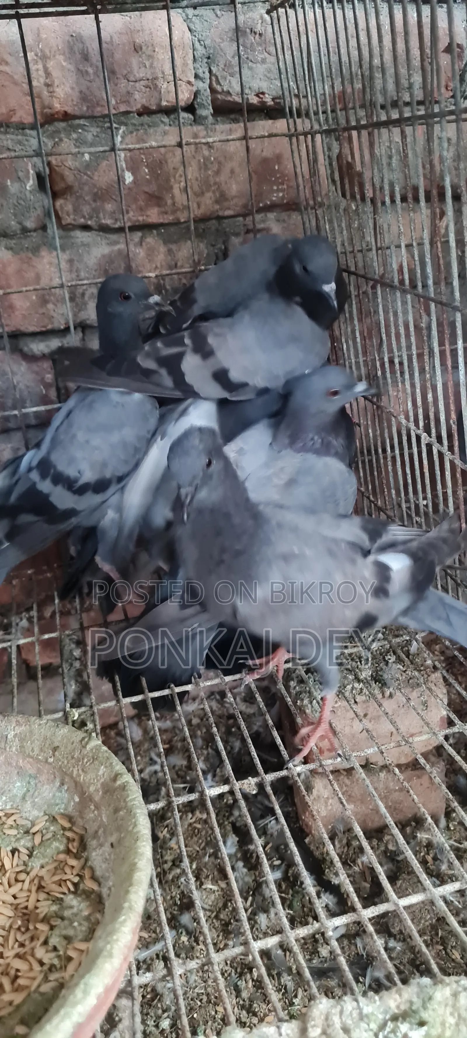 Original Jalali Wild Squabs