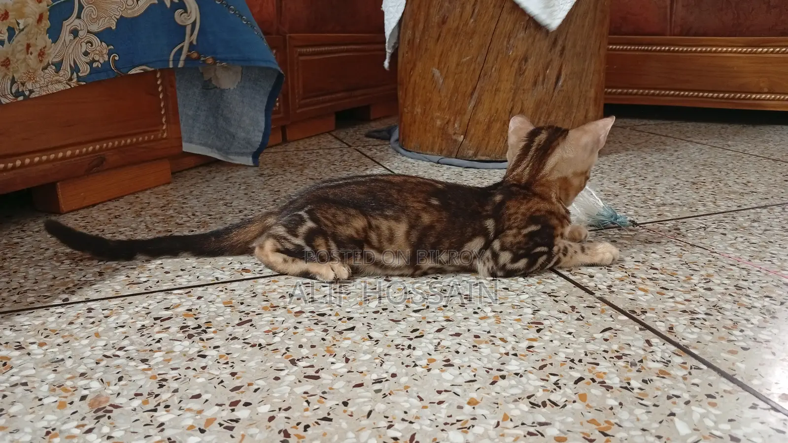 3-6 Months Female Purebred Bengal Kitten