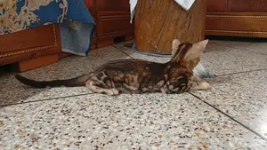 3-6 Months Female Purebred Bengal Kitten