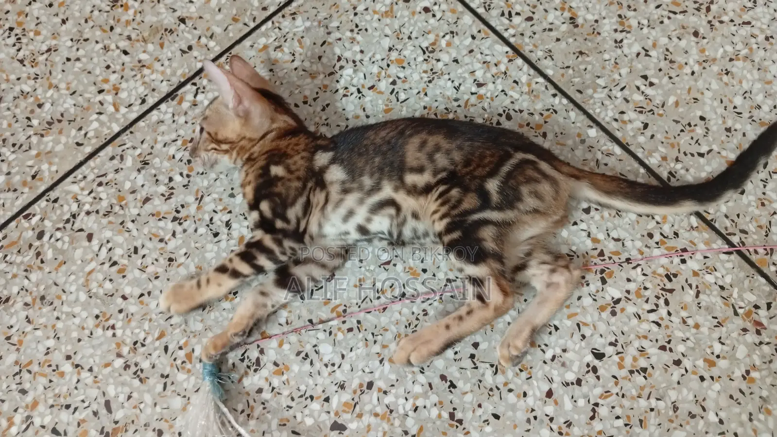 3-6 Months Female Purebred Bengal Kitten