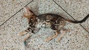 3-6 Months Female Purebred Bengal Kitten