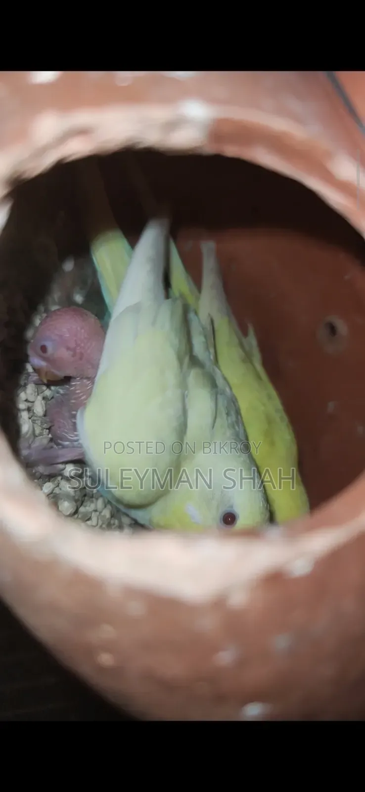 Adult Red Eye Lutino Budgie