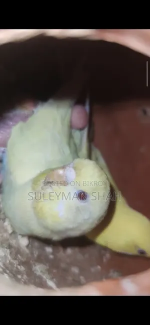 Adult Red Eye Lutino Budgie