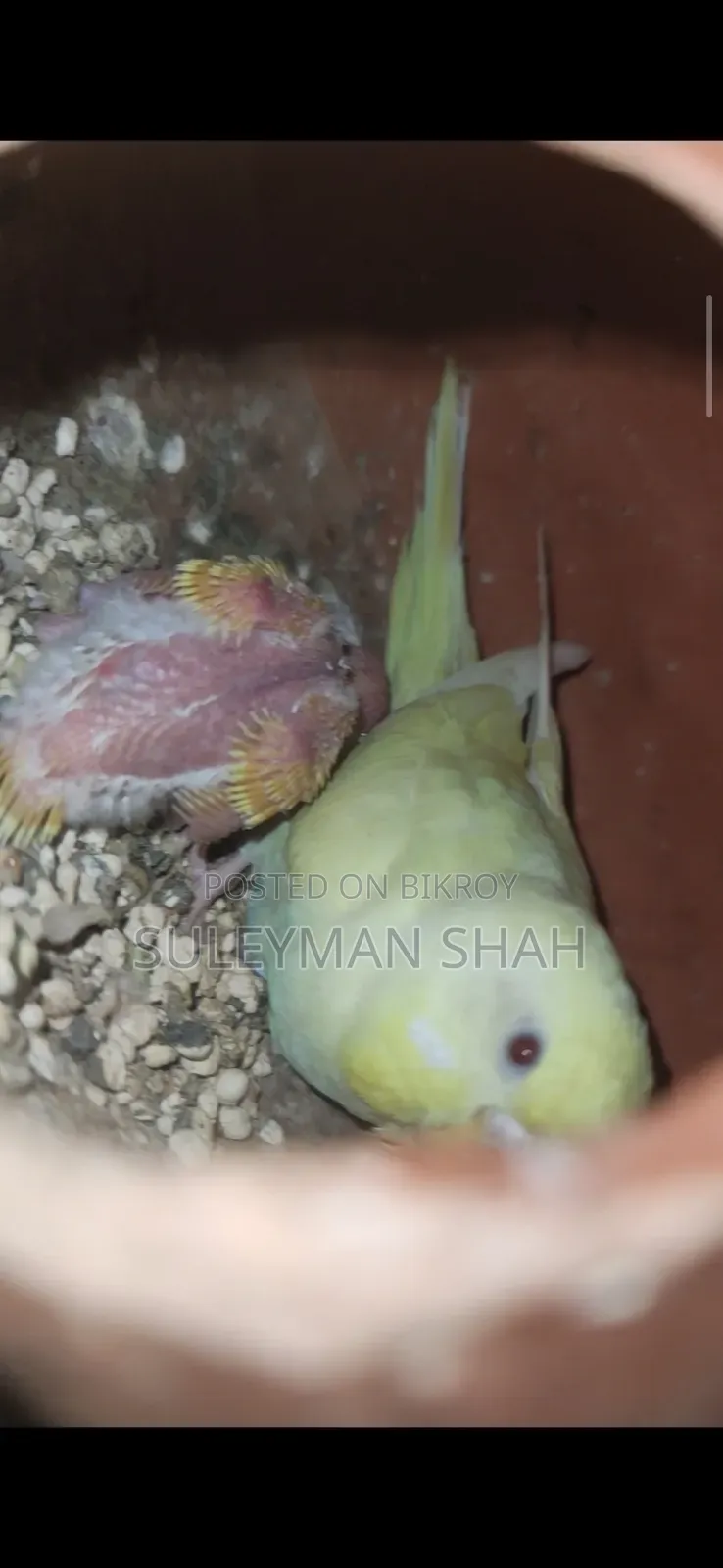 Adult Red Eye Lutino Budgie