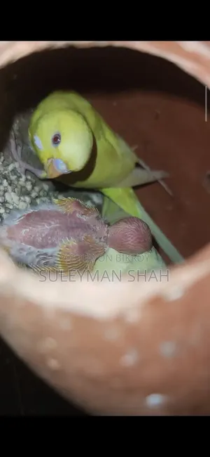 Adult Red Eye Lutino Budgie