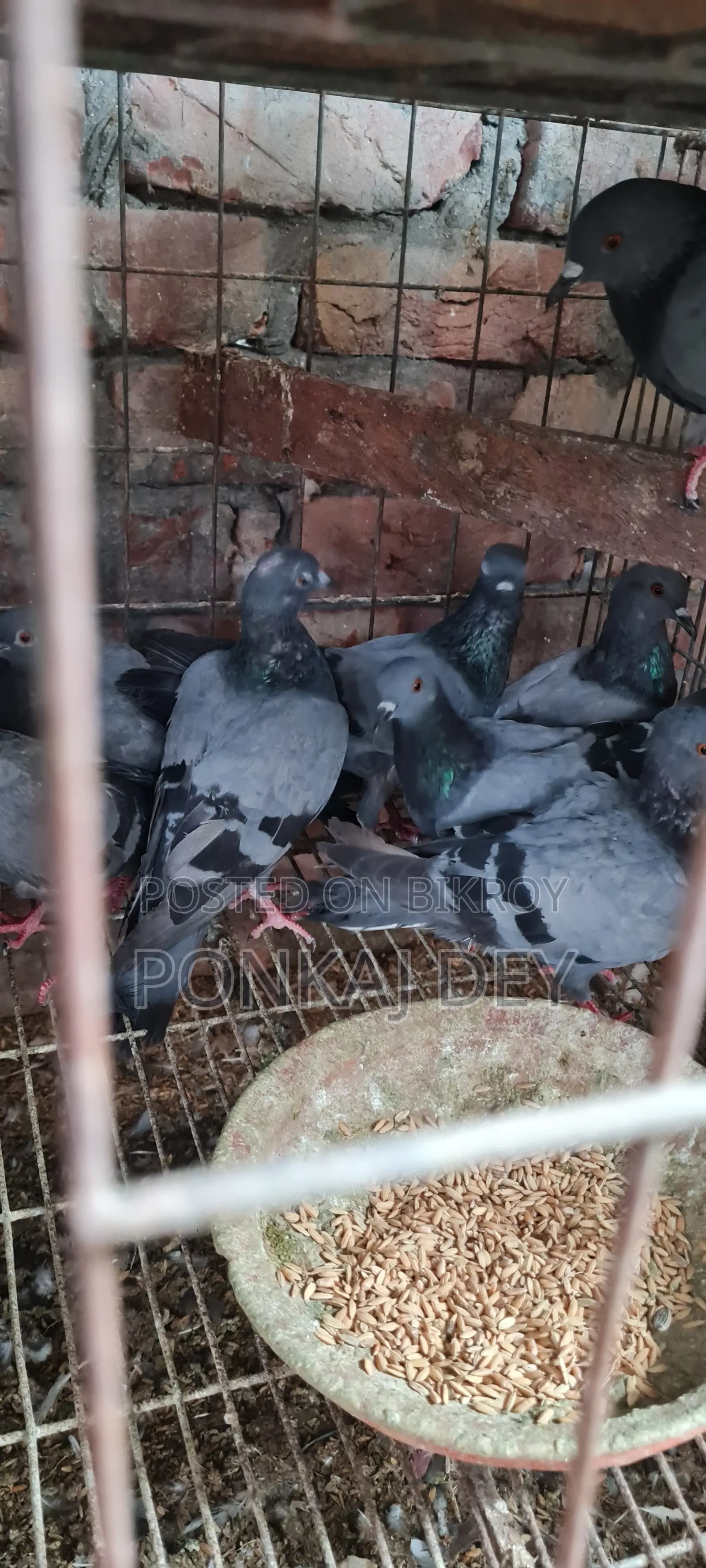 Original Jalali Wild Pigeon