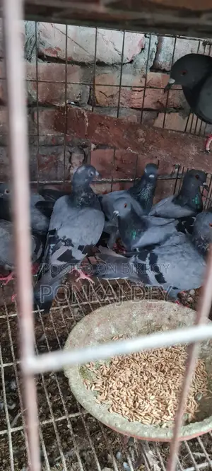Original Jalali Wild Pigeon