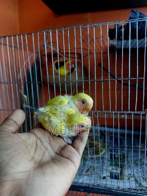 Love Birds Baby Pair