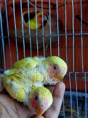 Love Birds Baby Pair