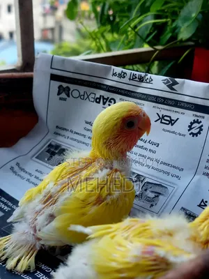 Love Birds Baby Pair