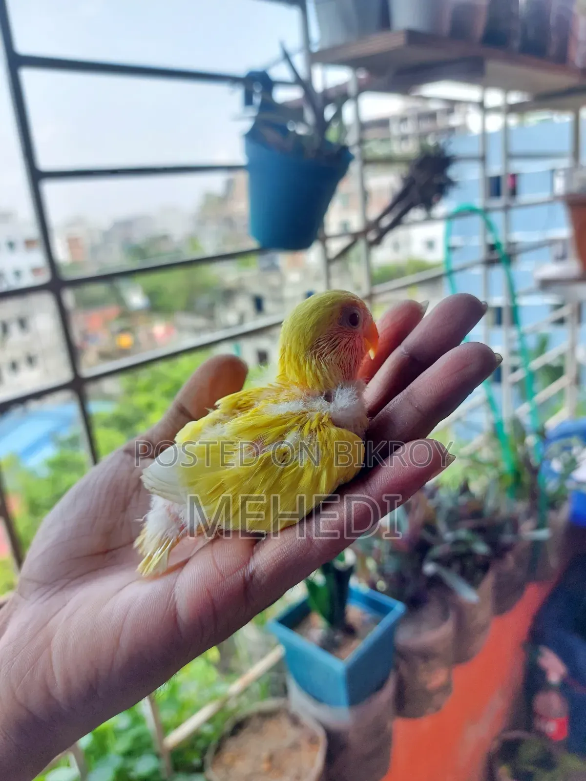Love Birds Baby Pair