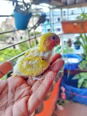 Love Birds Baby Pair