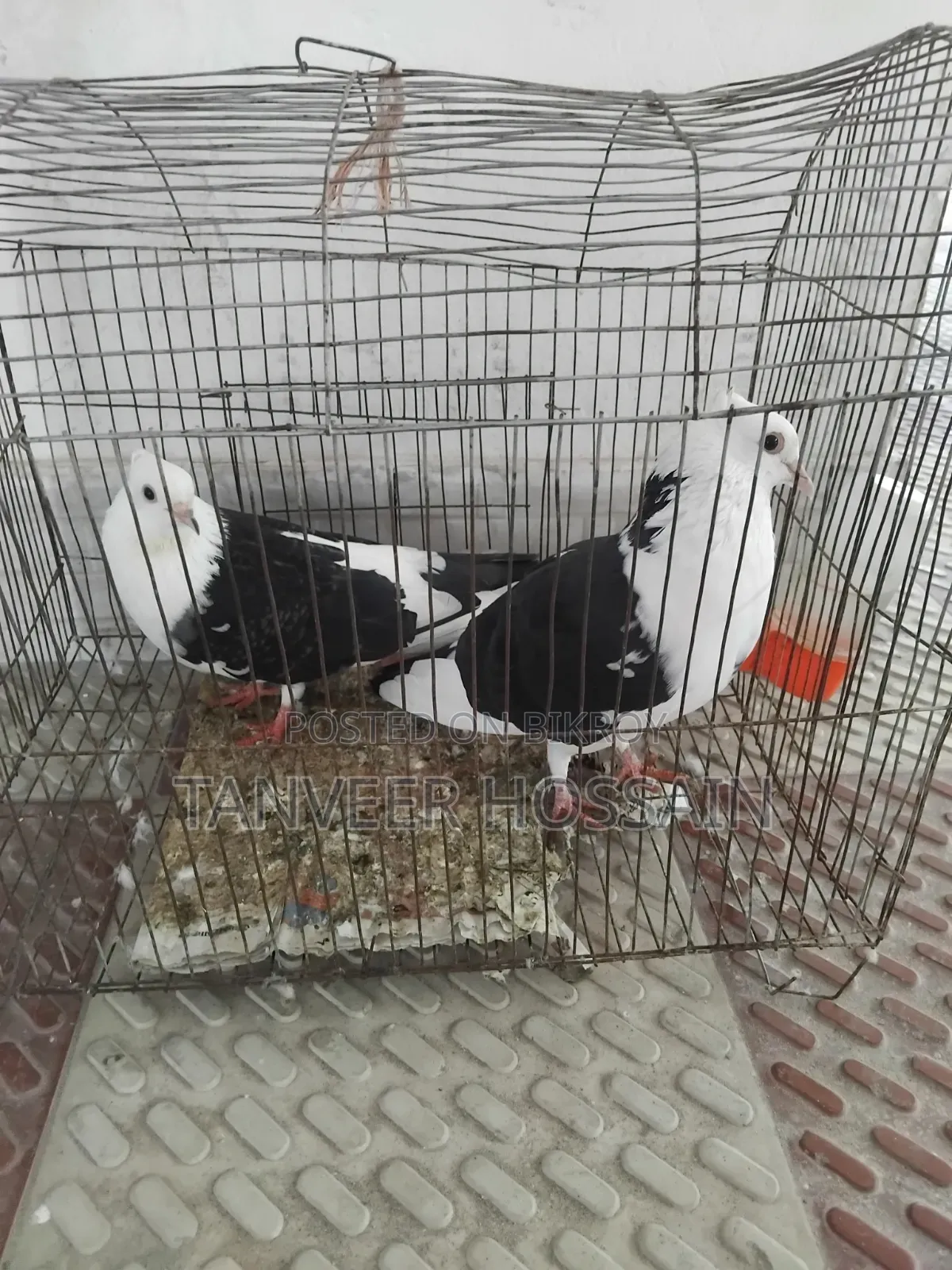 Pair of Rajgolla Pigeons for Sale with Cage