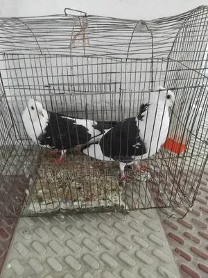 Pair of Rajgolla Pigeons for Sale with Cage