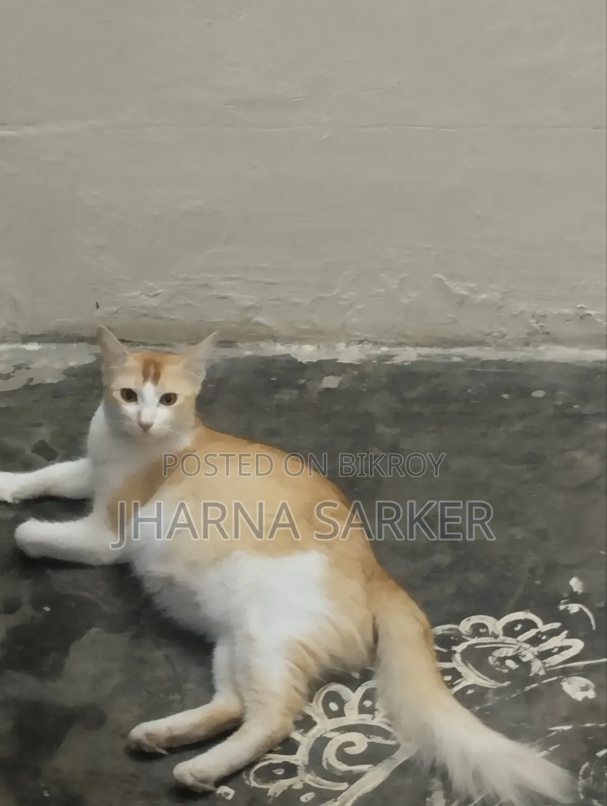 1+ Year Female Mixed Breed Bengal Cat