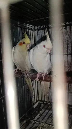Cockatiel 6 Month Old Pair