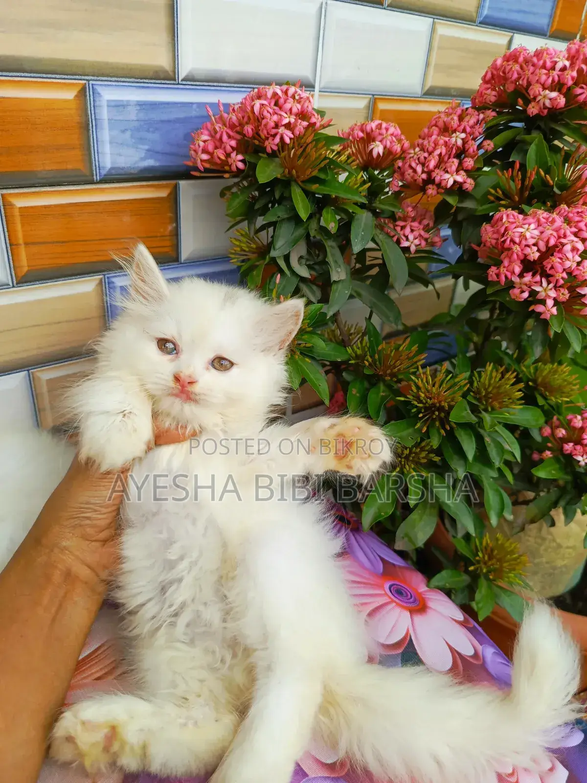 ১-৩ মাস বয়সী নারী খাঁটি পার্সিয়ান