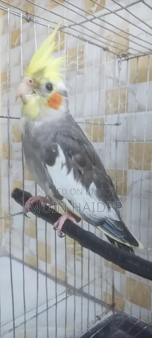 Cockatiel Grey New Adult for Sale
