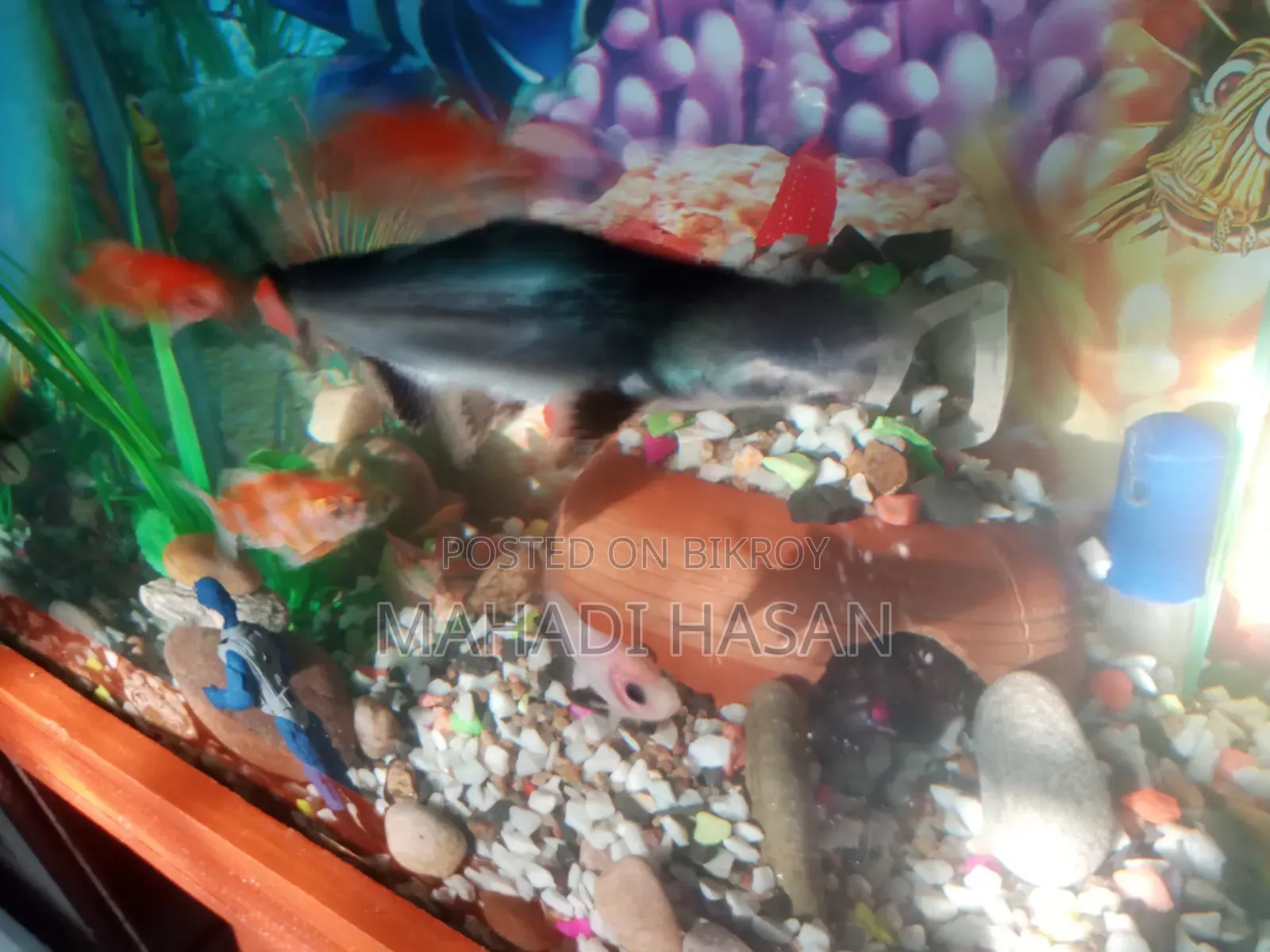 Aquarium
