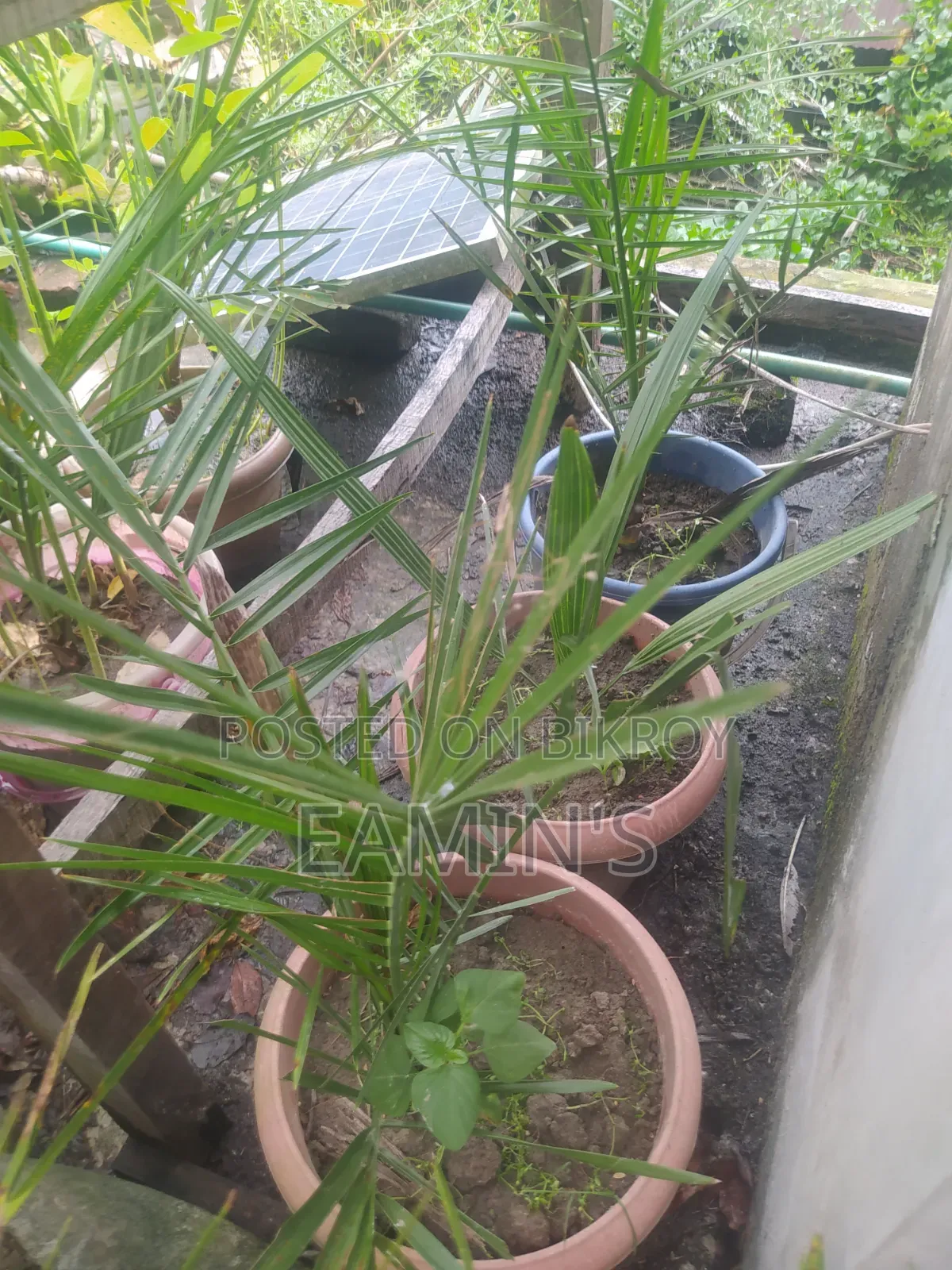 Home-grown Ajwa and Mariam Date Seedlings