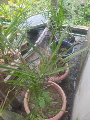 Home-grown Ajwa and Mariam Date Seedlings