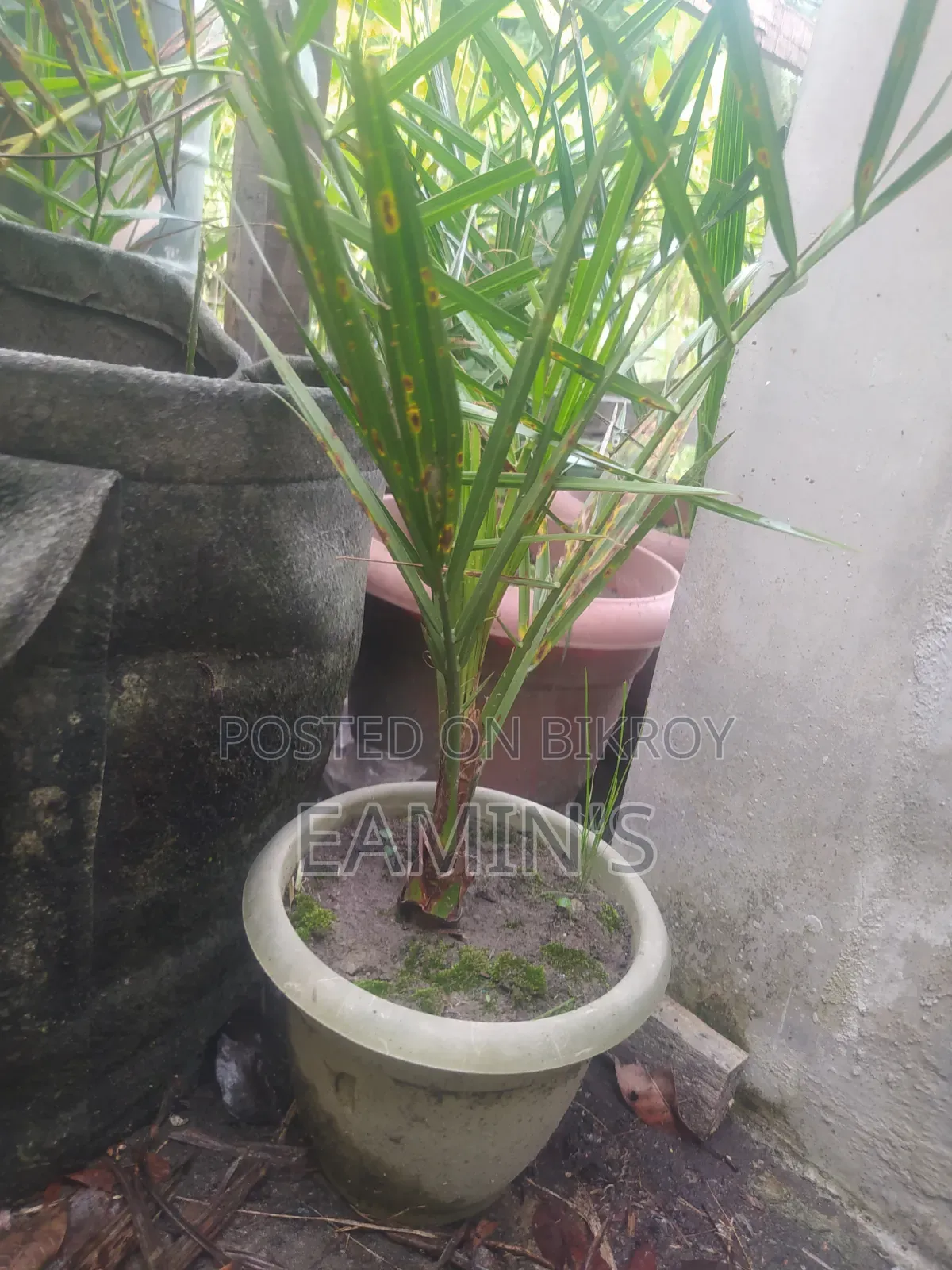 Home-grown Ajwa and Mariam Date Seedlings