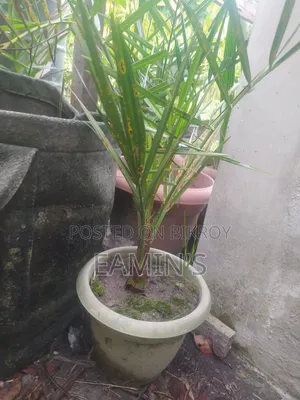 Home-grown Ajwa and Mariam Date Seedlings