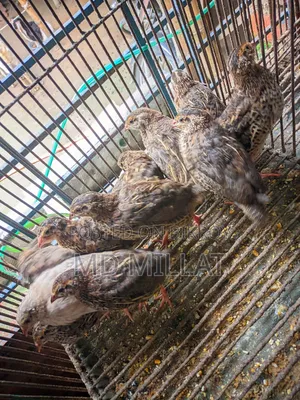 Quail Bird