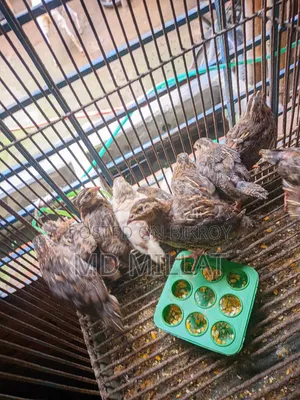 Quail Bird