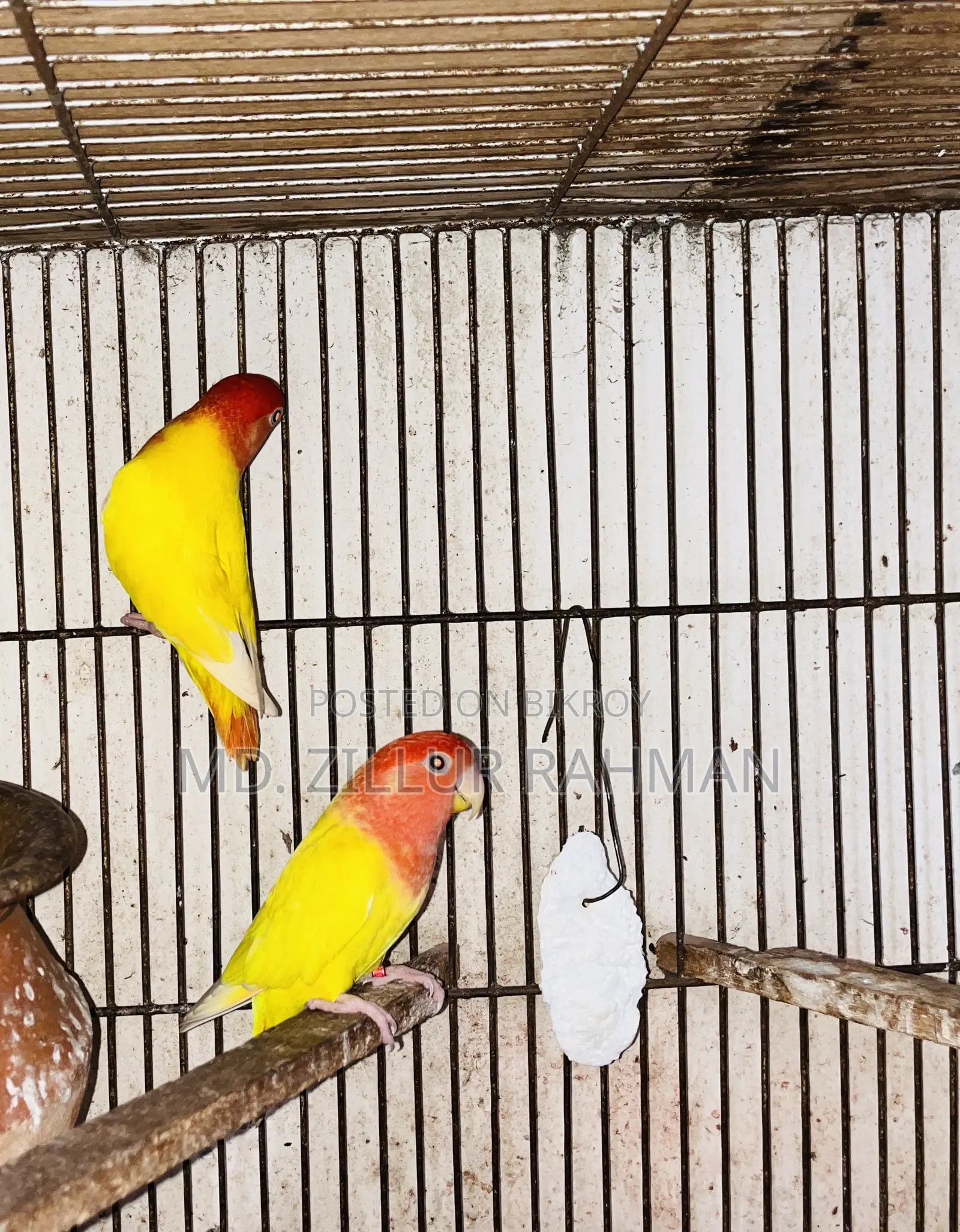 2 Pair Love Birds, 1 Pair Java, 3-Layer Cage for Sale
