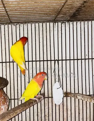 2 Pair Love Birds, 1 Pair Java, 3-Layer Cage for Sale