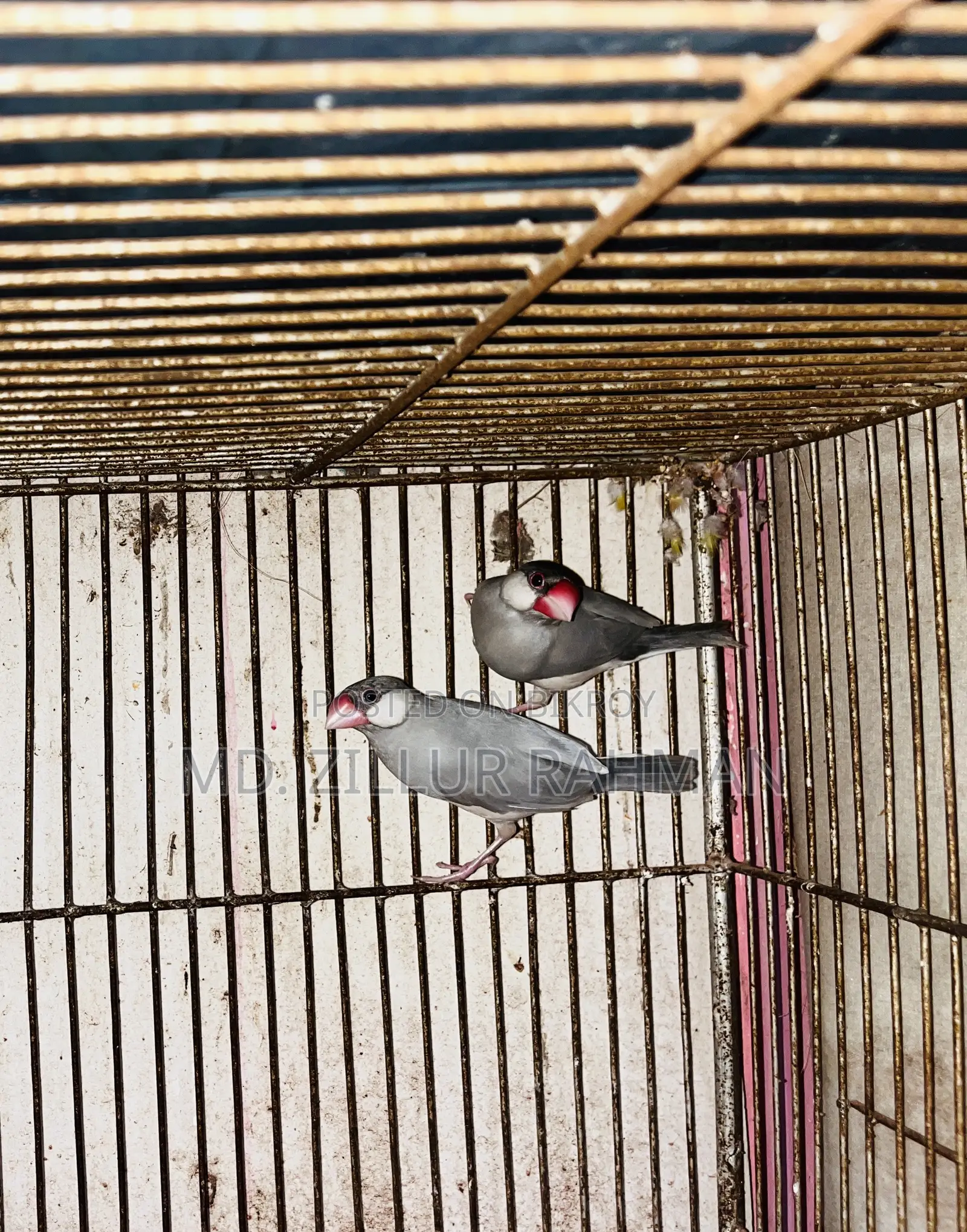 2 Pair Love Birds, 1 Pair Java, 3-Layer Cage for Sale