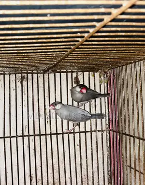2 Pair Love Birds, 1 Pair Java, 3-Layer Cage for Sale