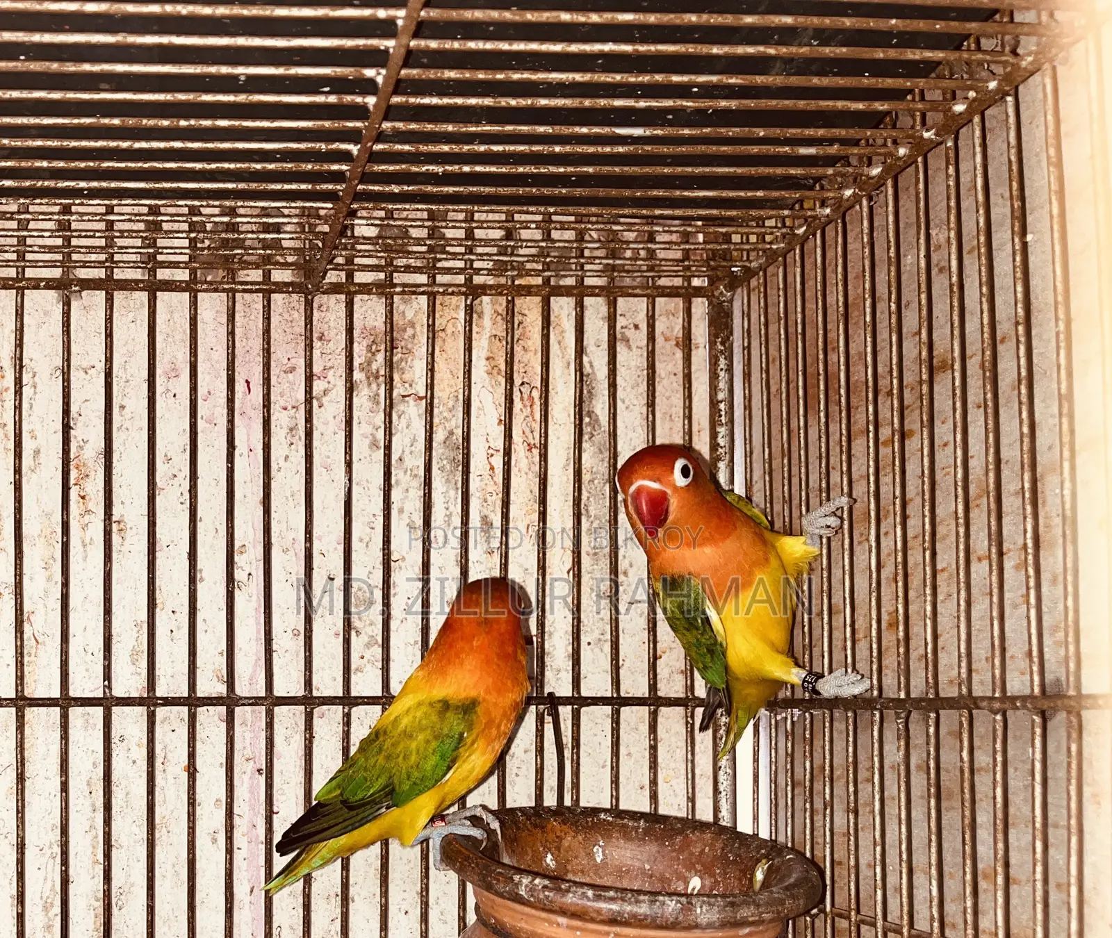 2 Pair Love Birds, 1 Pair Java, 3-Layer Cage for Sale